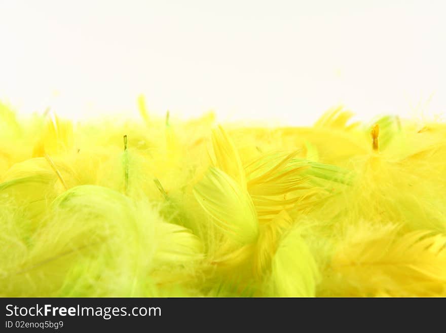 Yellow feathers on white background with space for text