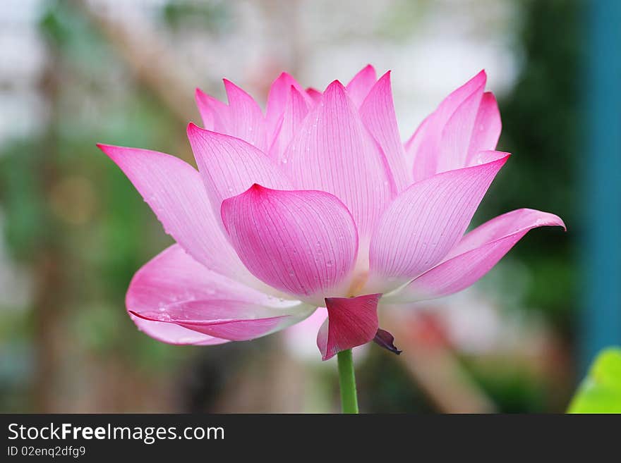 Lotus flower