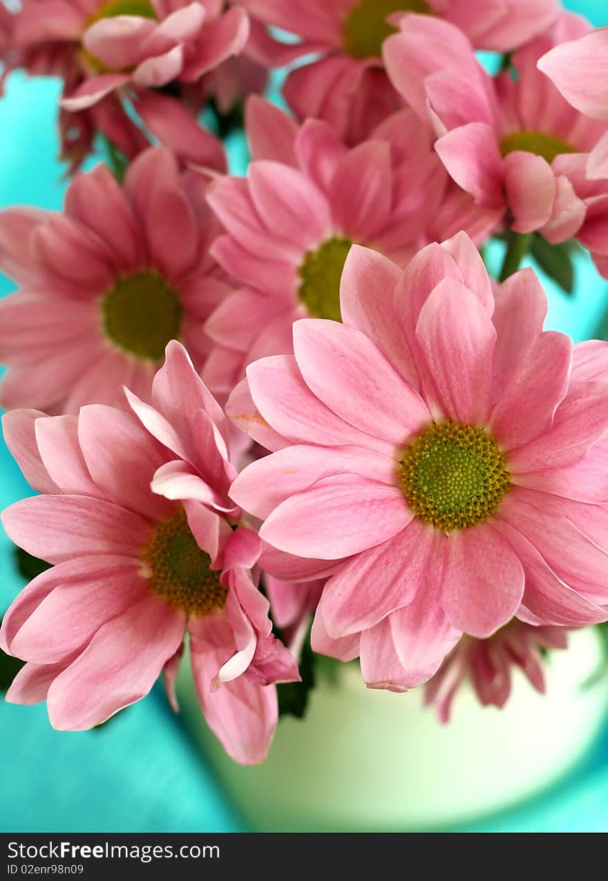 pink chrysanthemums