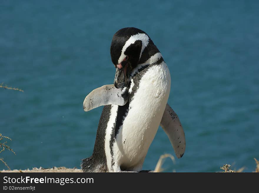 Chinstrap penguin south america patagonia