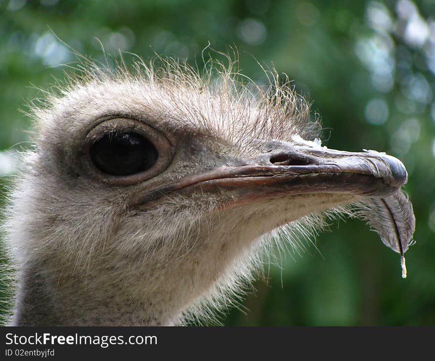 The ostrich chews a feather