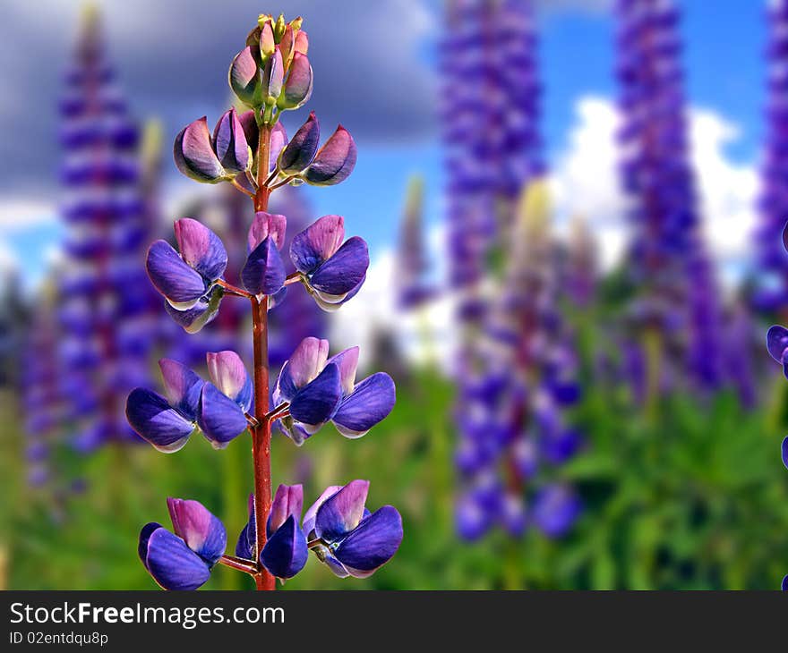 Flowerses lupines on summer field