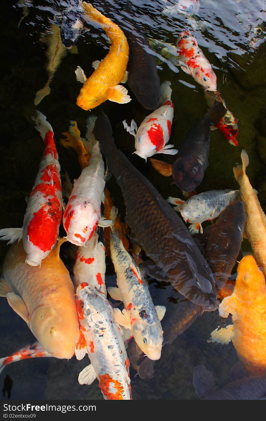 Many Japanese carps of different colors hungrily open their mouths trying to get food that tourists throw in the water. Many Japanese carps of different colors hungrily open their mouths trying to get food that tourists throw in the water