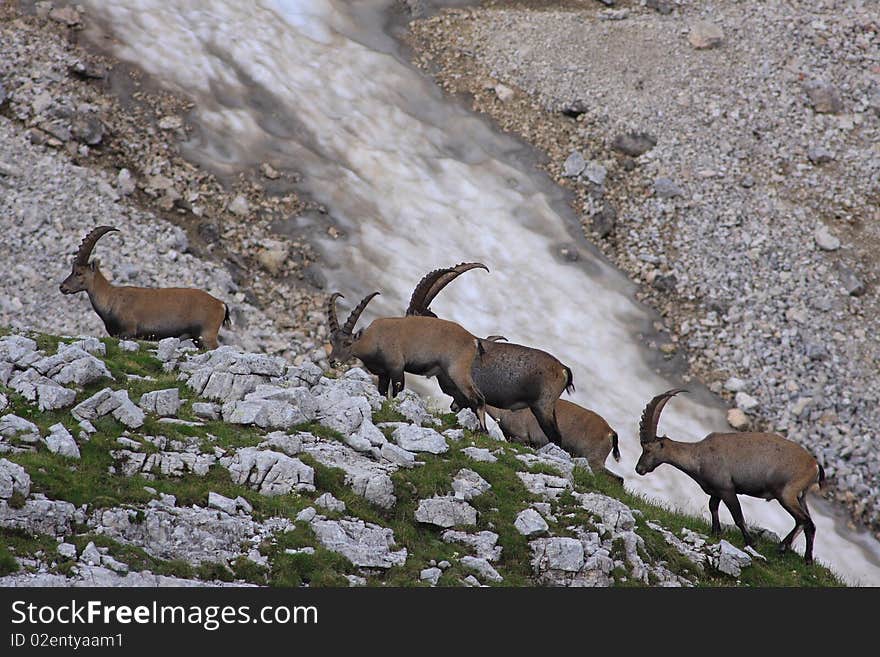 Ibex in Julian alp, Slovenia. Ibex in Julian alp, Slovenia.