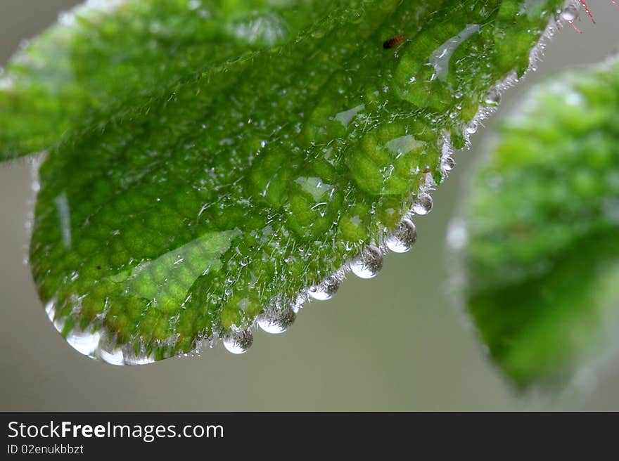 Macro shot on green leaf that with water drops. Macro shot on green leaf that with water drops.