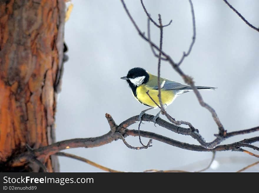 Titmouse on branch