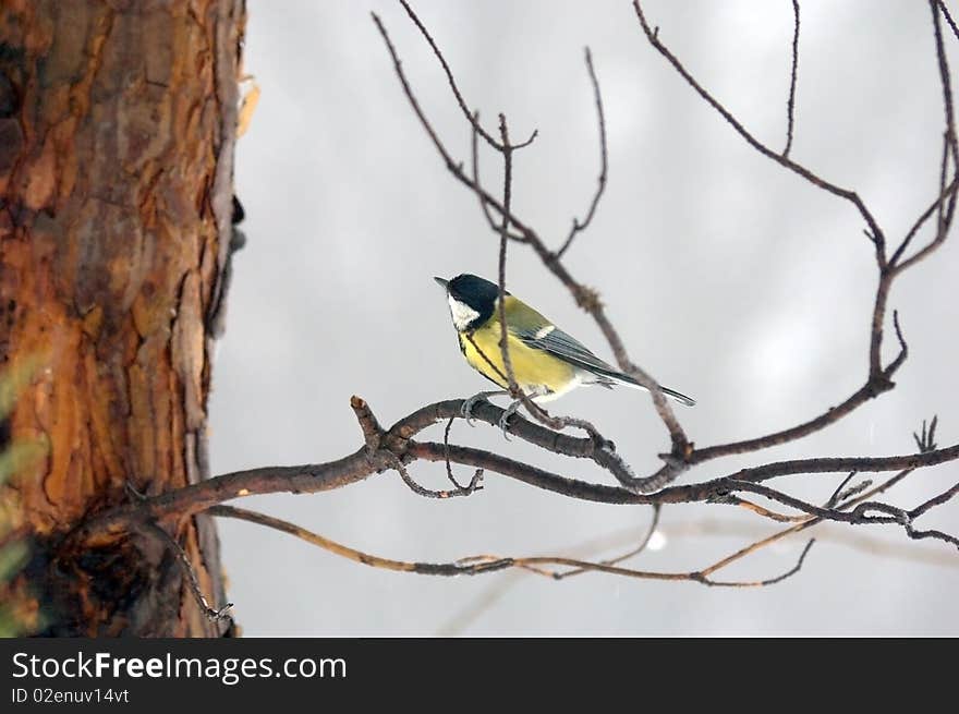 Titmouse on branch