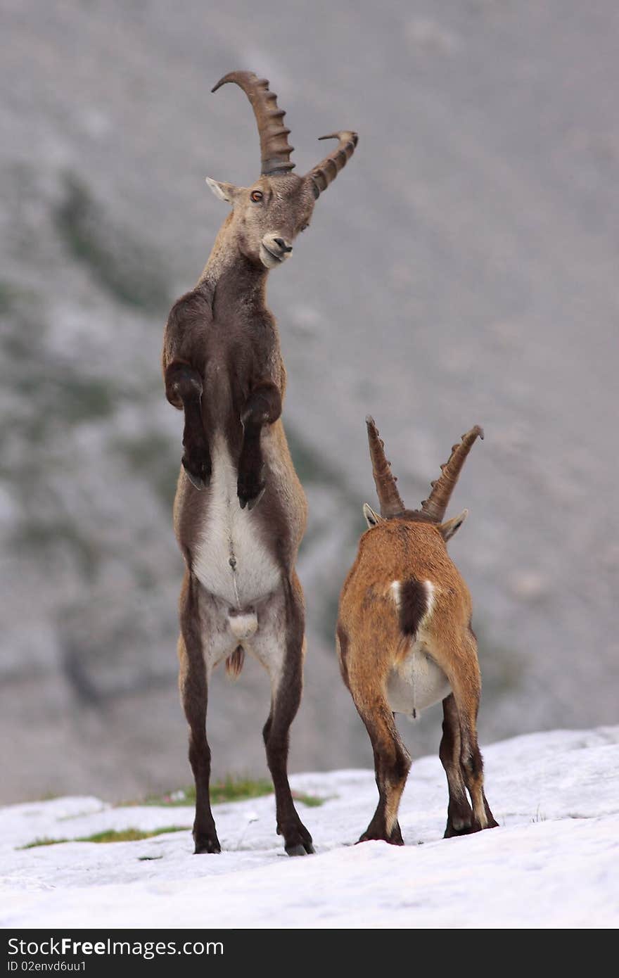 Ibex Fight