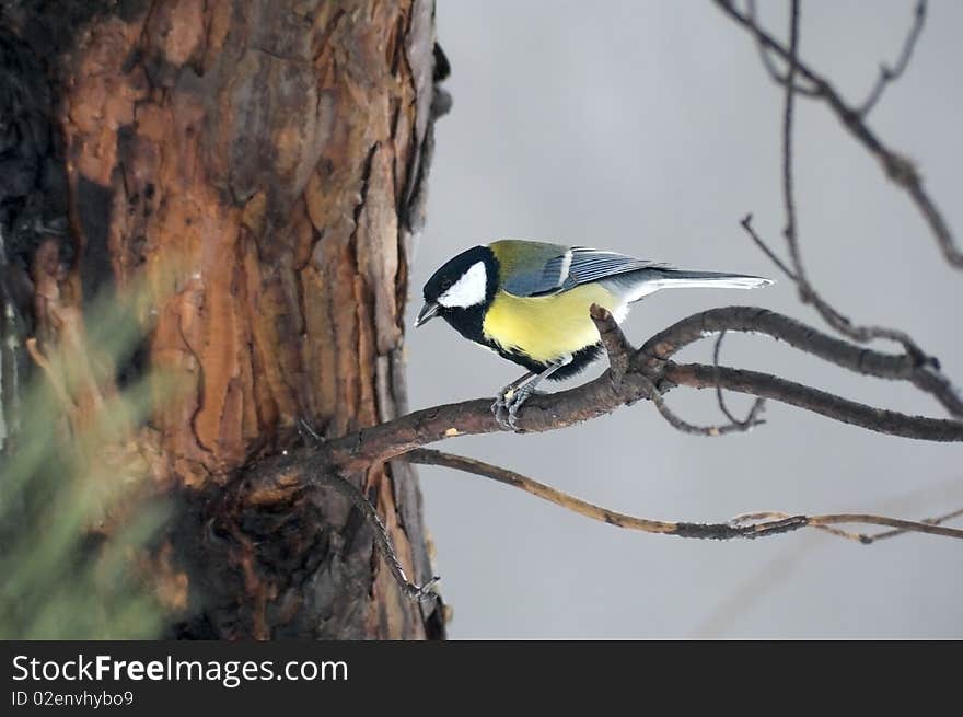 Titmouse on branch