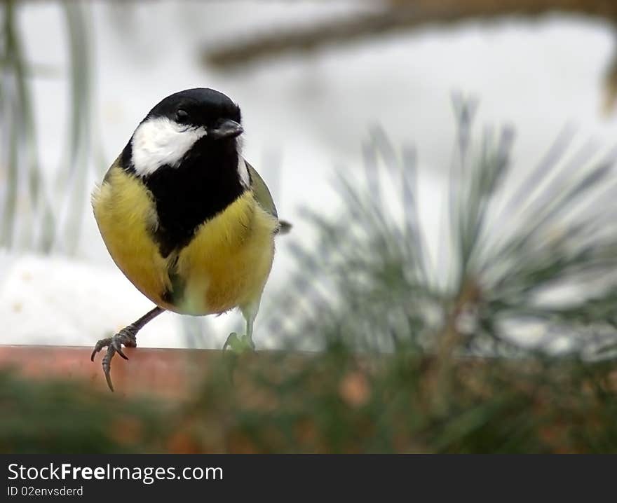 Titmouse on branch close up in the winter