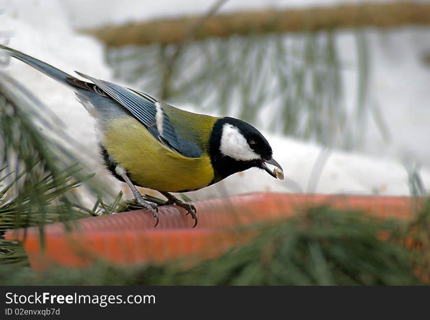 Titmouse on branch