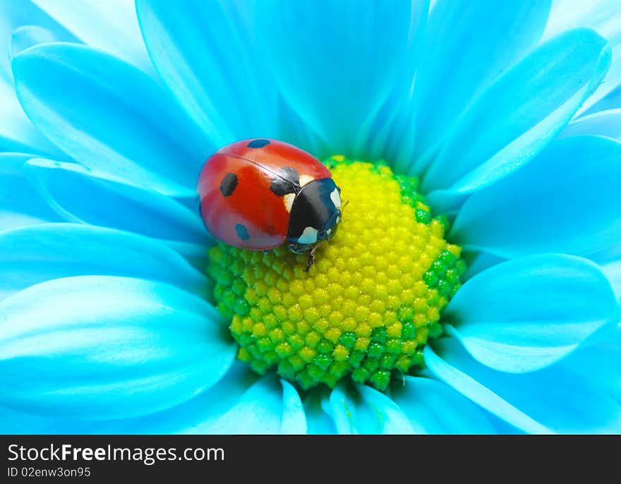 The ladybug sits on a flower petal. The ladybug sits on a flower petal