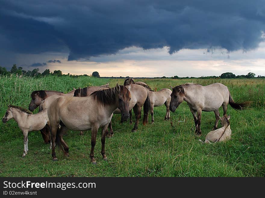 Wild horses, who live on island of Jelgava, Latvia.