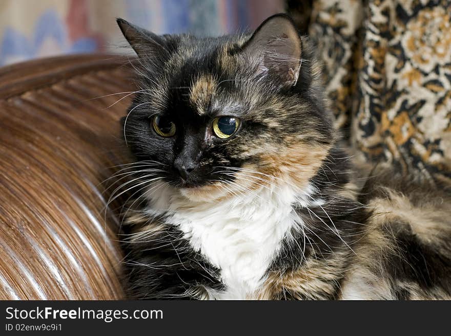 Home of three-colored cat sits majestically in a wooden chair.