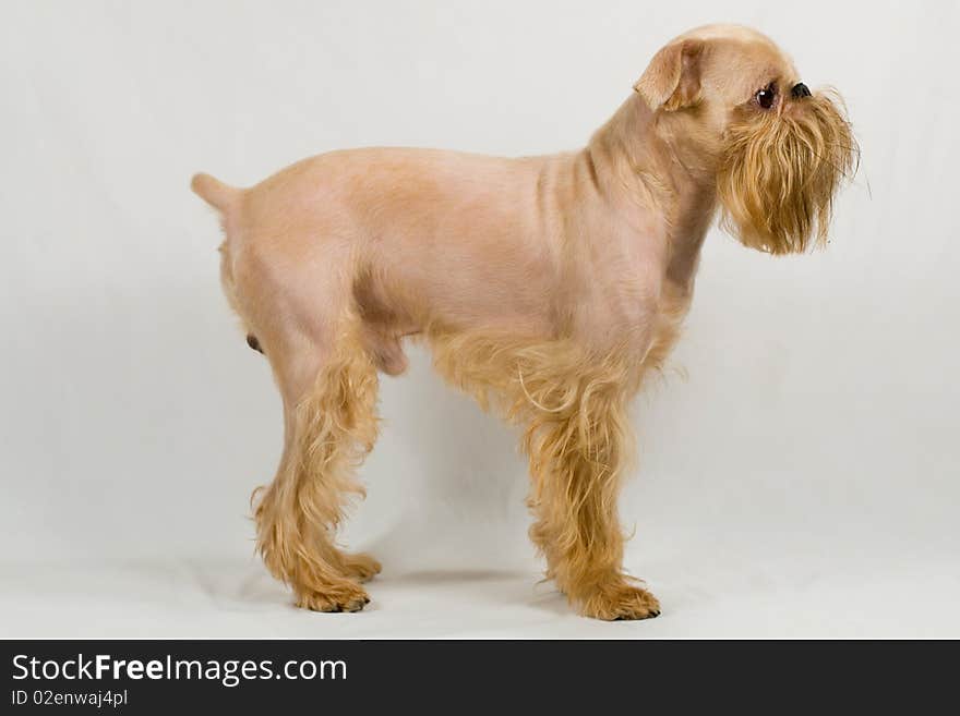 Dog of breed the Griffon Bruxellois after grooming