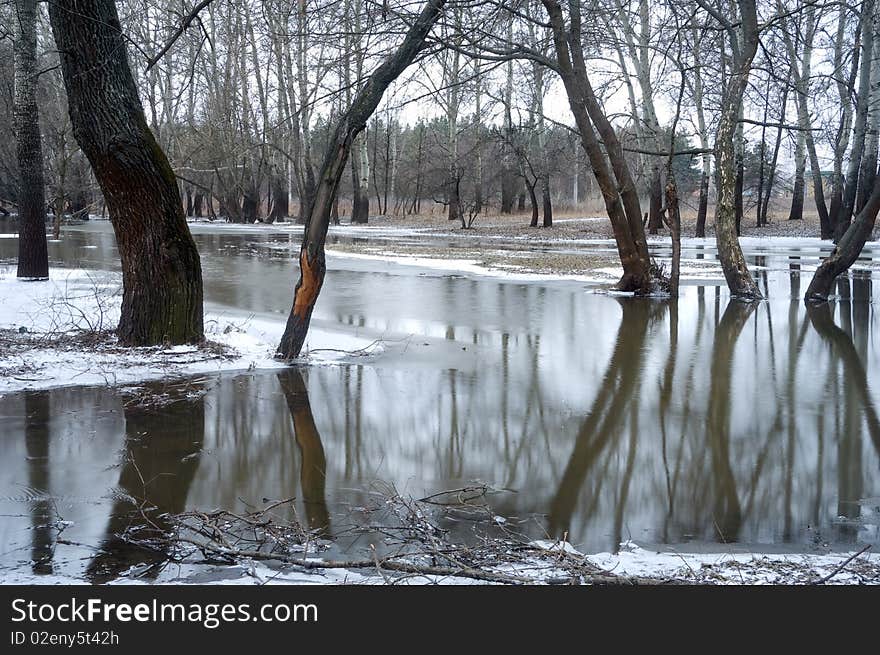 Trees standing in water