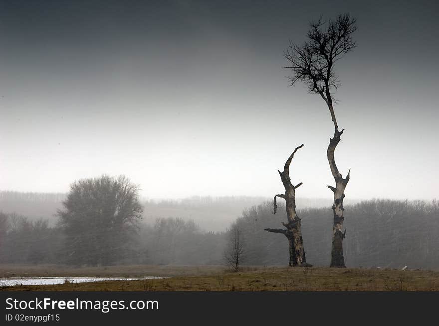 Winter landscape