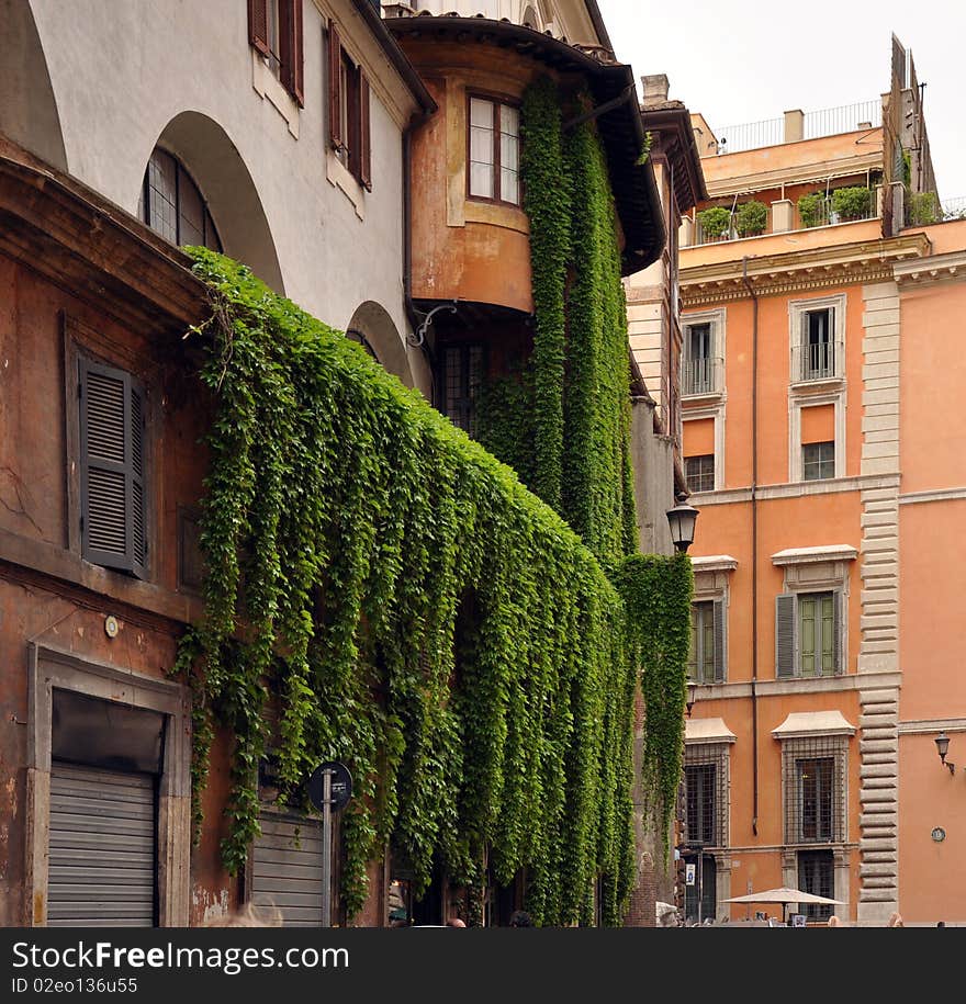 The green branches of plants hanging from a balcony in Rome. The green branches of plants hanging from a balcony in Rome