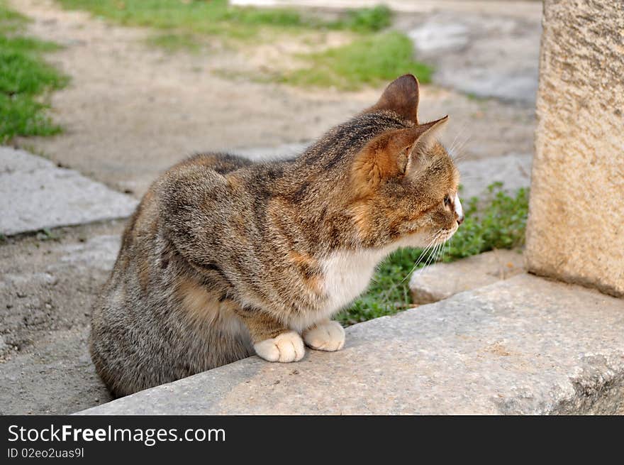 Closeup view of a cat watching