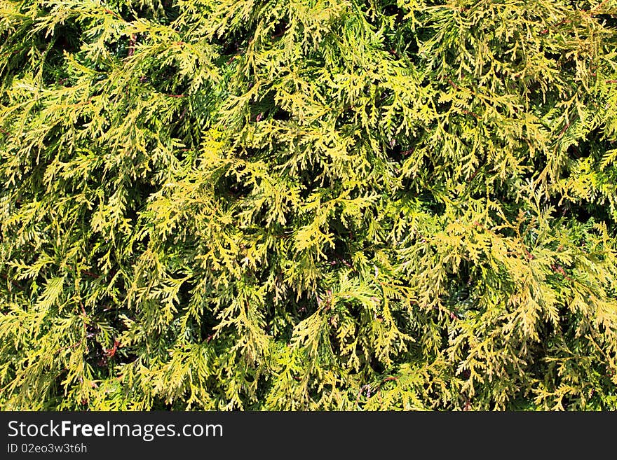 Hemlock leaves