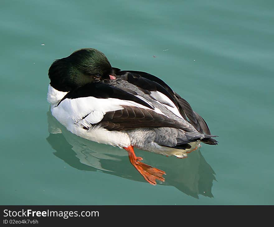 A duck which sleeps on the wateran