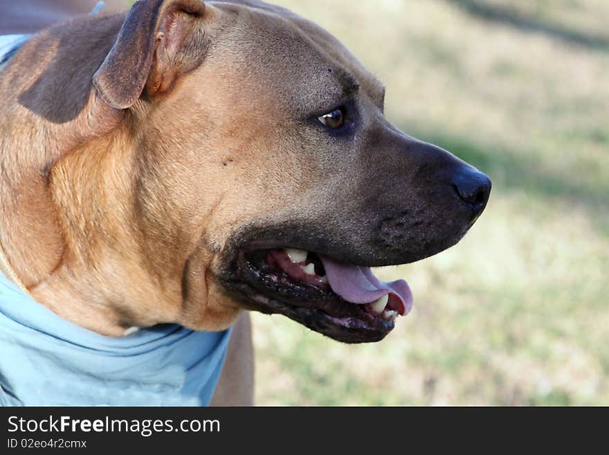 Close up big brown dog