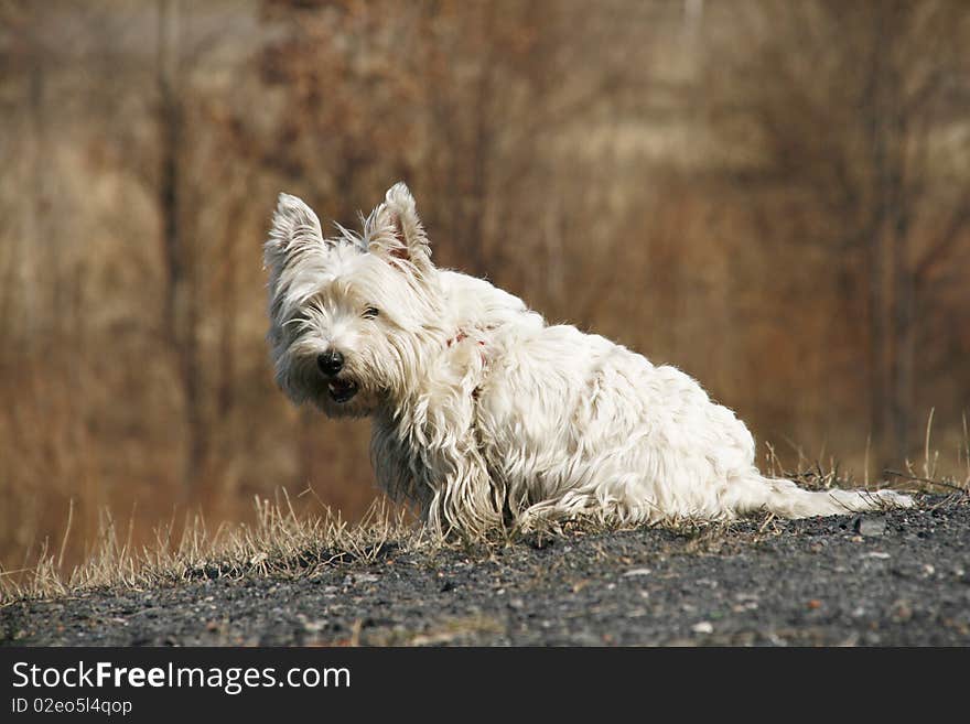 West Highland White Terrier