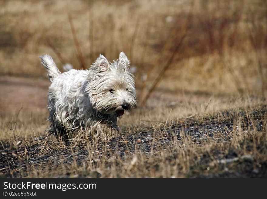 West Highland White Terrier