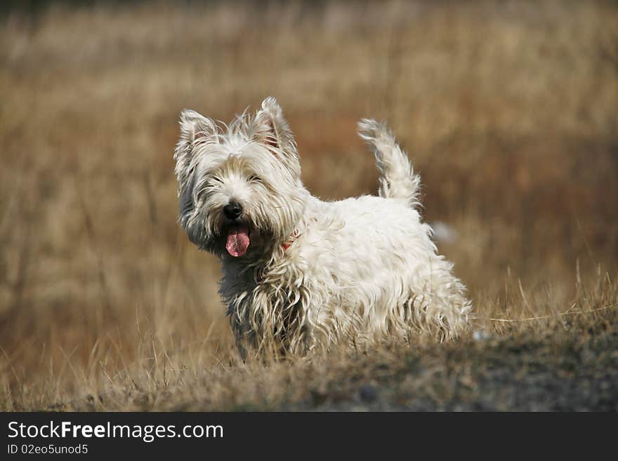 West Highland White Terrier - outdoor scene