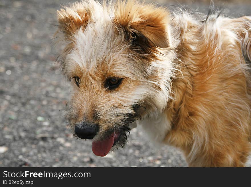 Cute mongrel puppy - outdoor picture