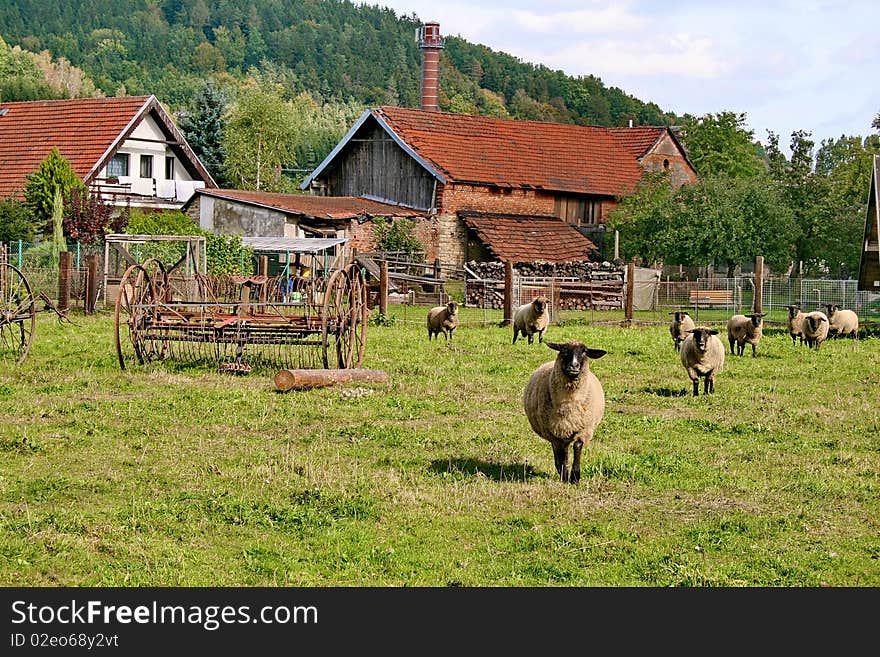 Sheep grazing in a pen on the farm