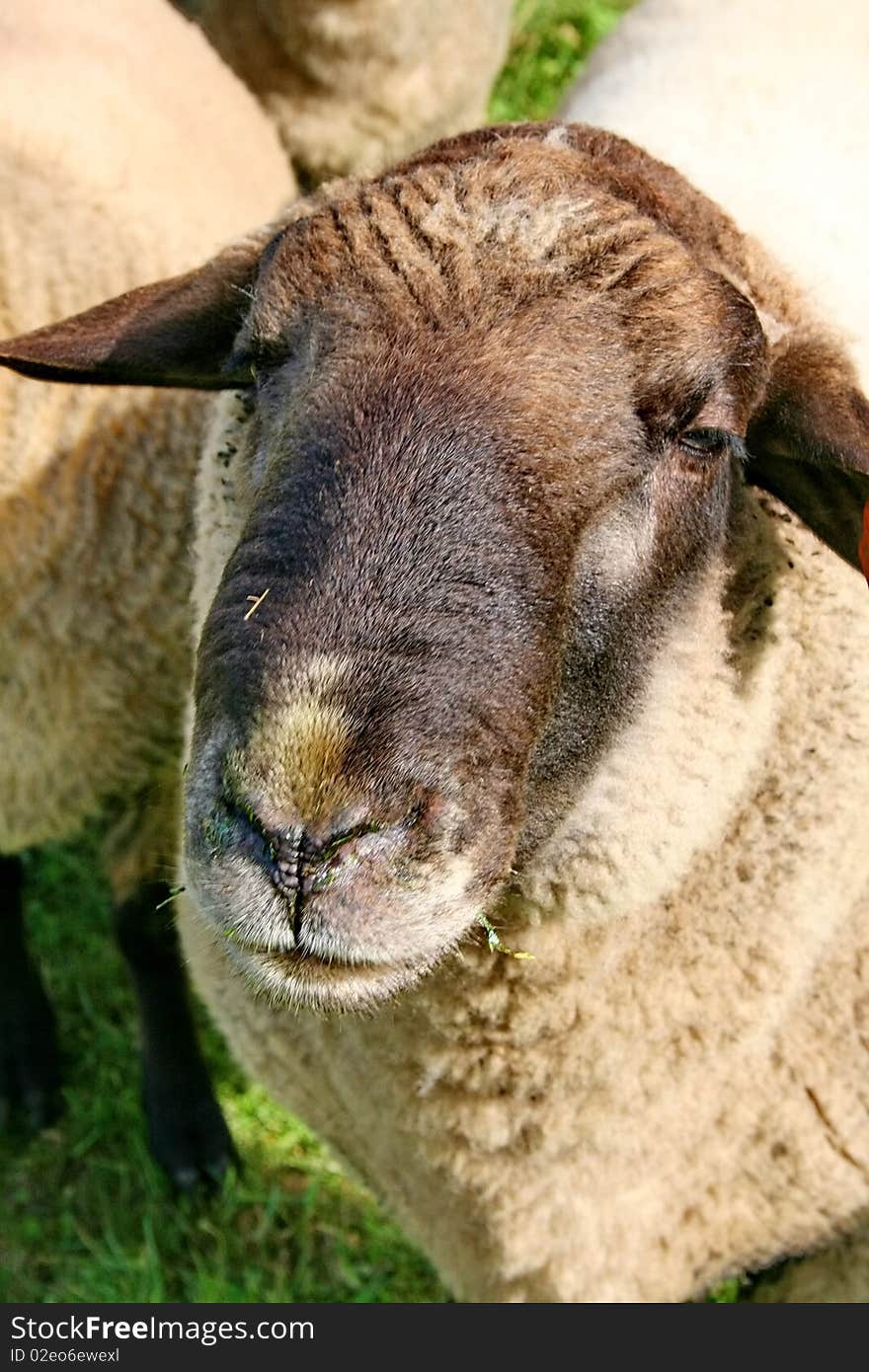 Sheep grazing in a pen on the farm