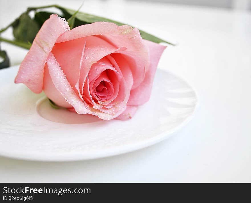 Pink rose flower on a white saucer