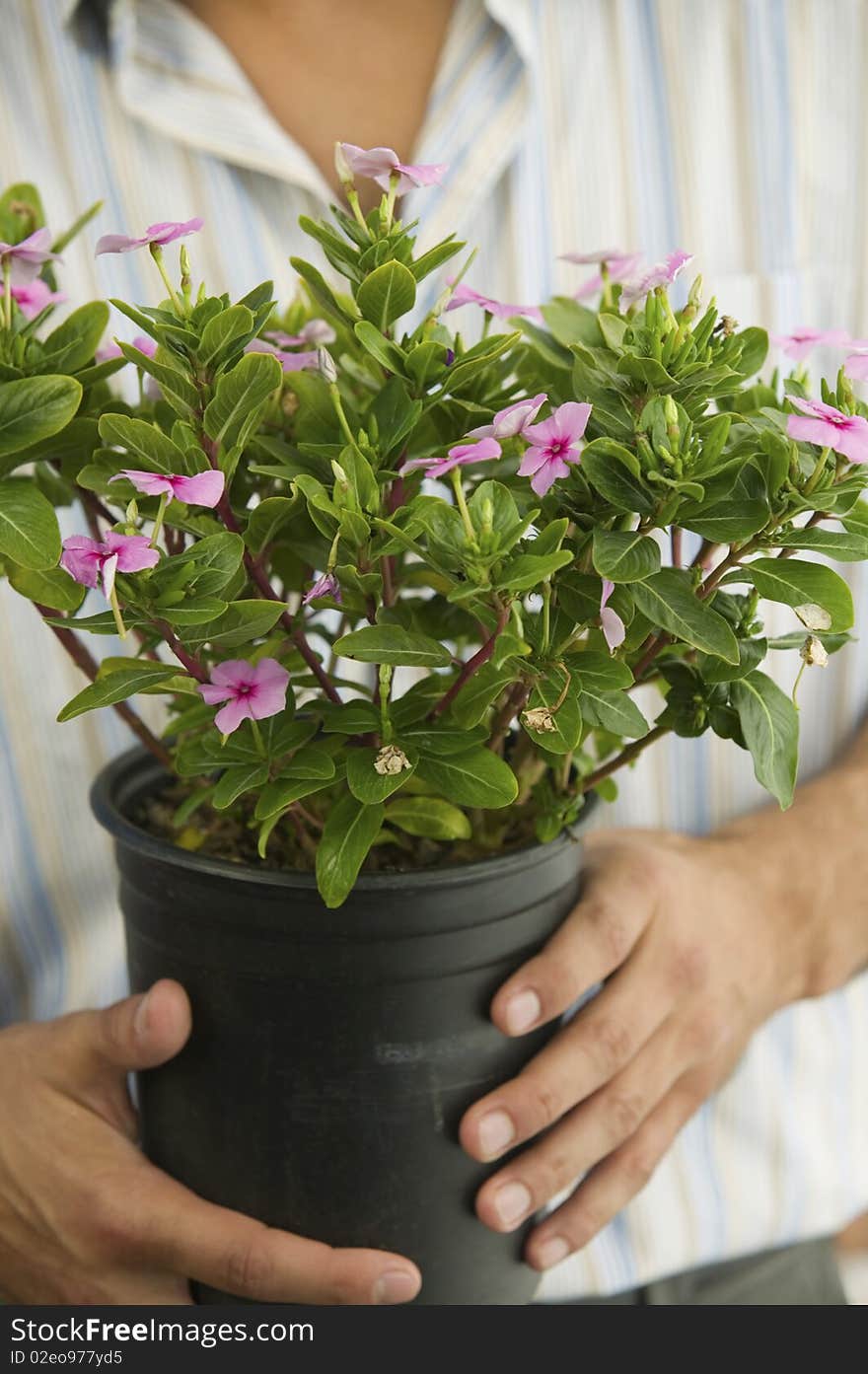 Man Holding Potted Plant