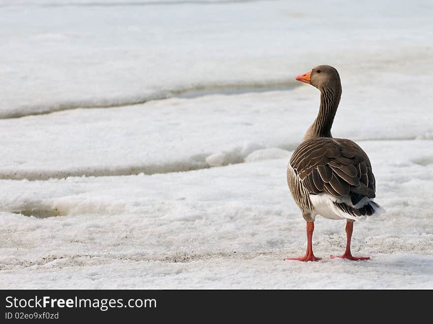 A grey goose in winter