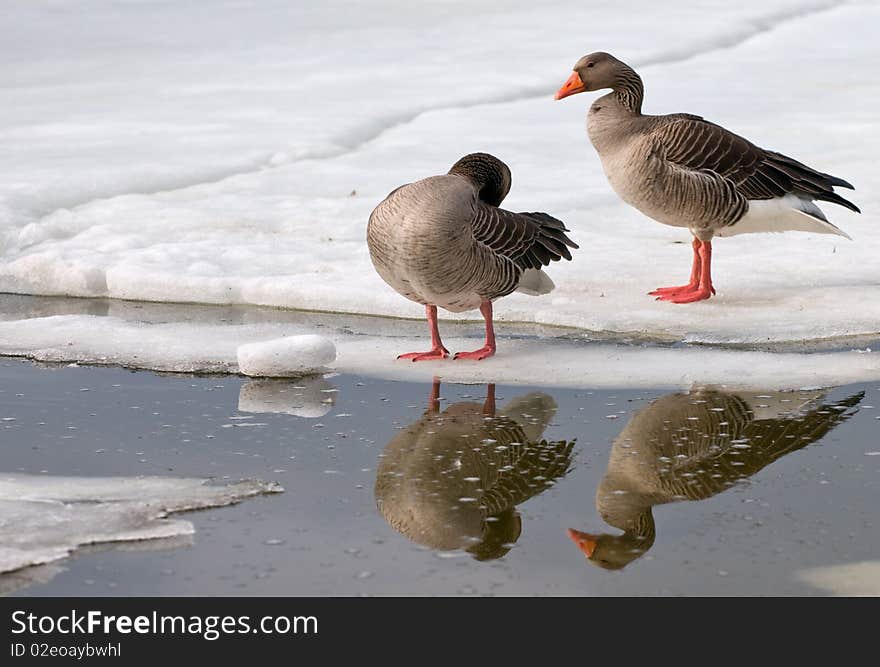 A pair of grey goose in winter