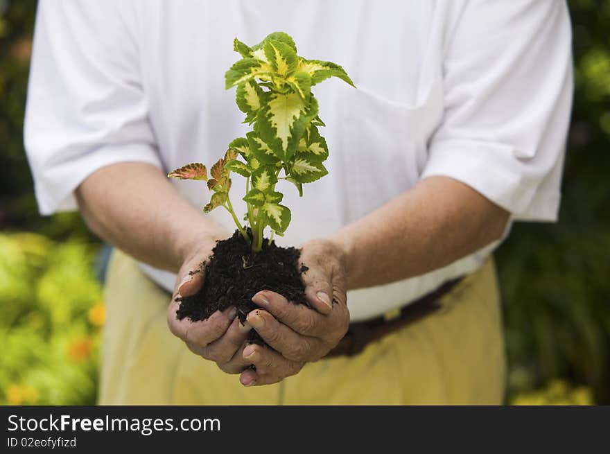 Senior man holding seedling in garden