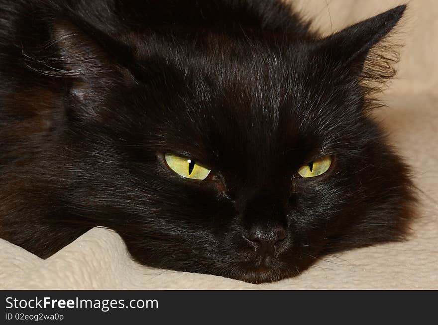 Closeup view of black cat