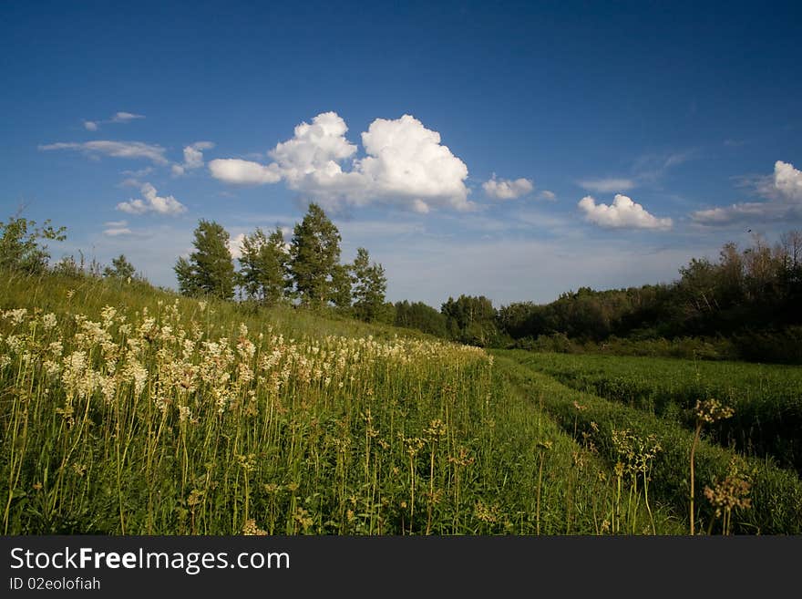 Spring flower life nature green