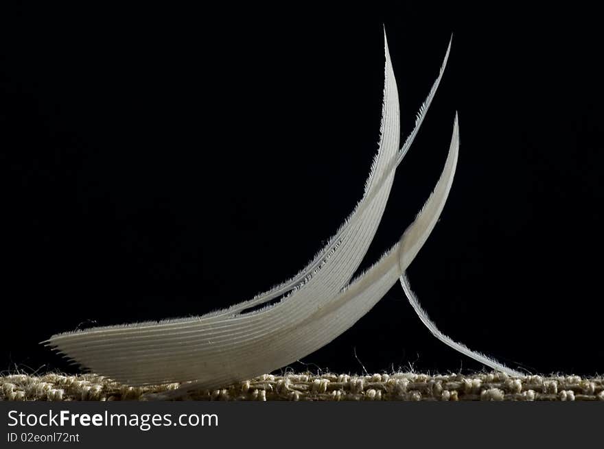 A white little feather falling down slowly on black background