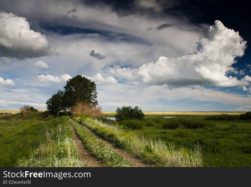 Summer nature landscape tree outdoors