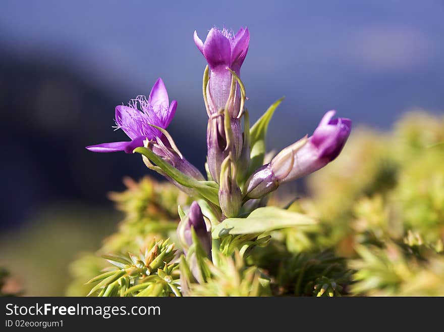 Kind of Purple Gentian, arranged as a fork shape, taken in Carpathians Mountain, Piatra Mare Mt. near Brasov, Romania, autumn,. Kind of Purple Gentian, arranged as a fork shape, taken in Carpathians Mountain, Piatra Mare Mt. near Brasov, Romania, autumn,