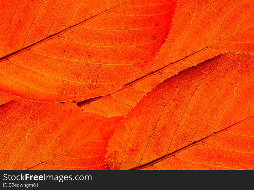 background and texture of red leaves