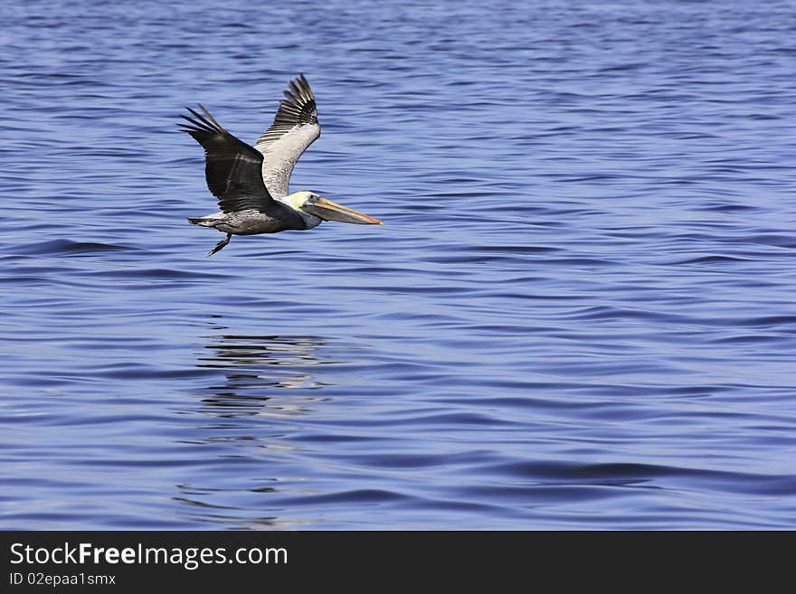 In-flight panning shot of a brown pelican gliding over blue sea for landing with reflection on surface.