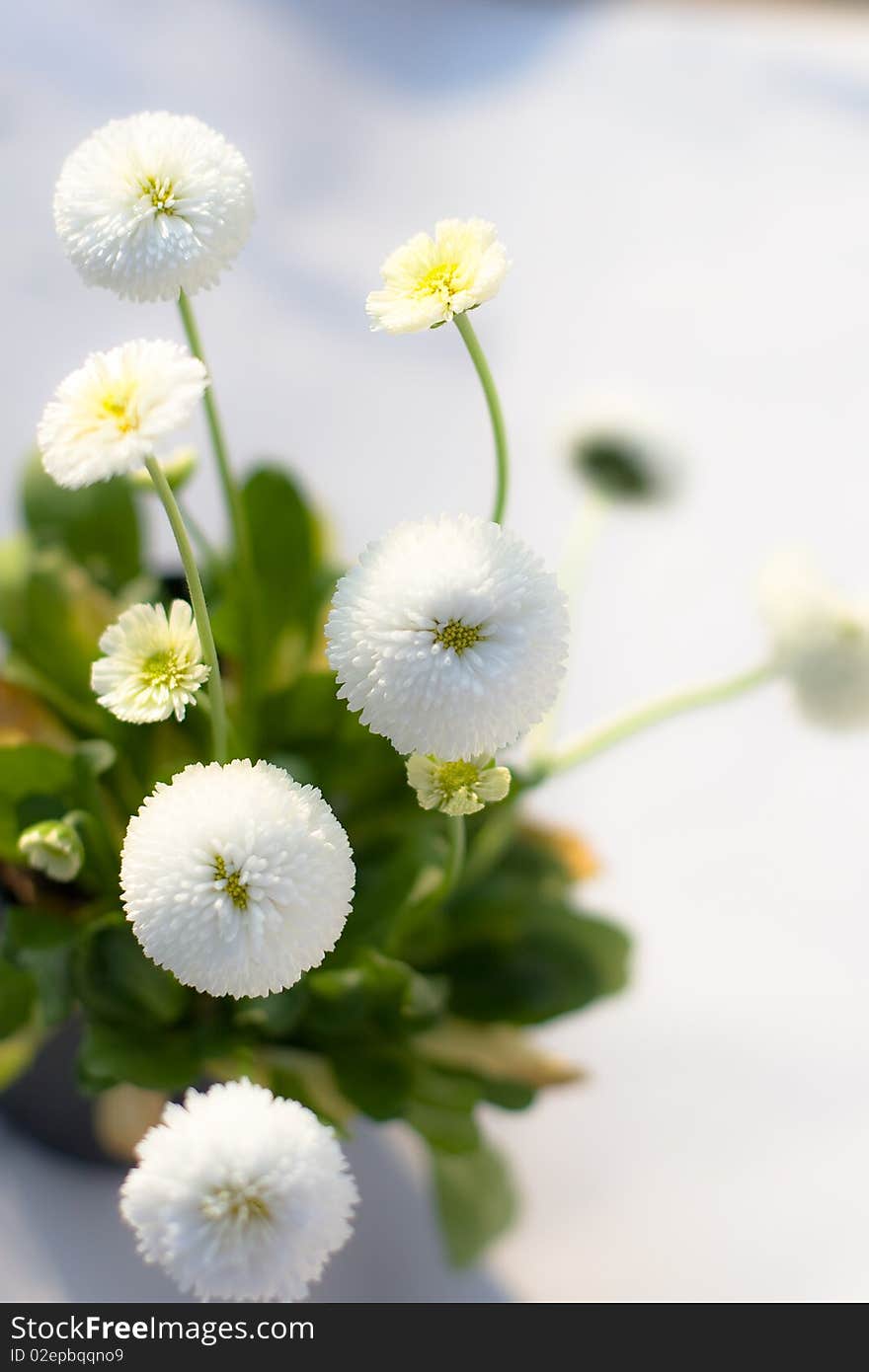 Composition of white flower on the table. Composition of white flower on the table