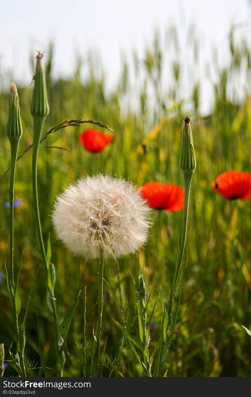 An image of beautiful flowers in summer field. An image of beautiful flowers in summer field