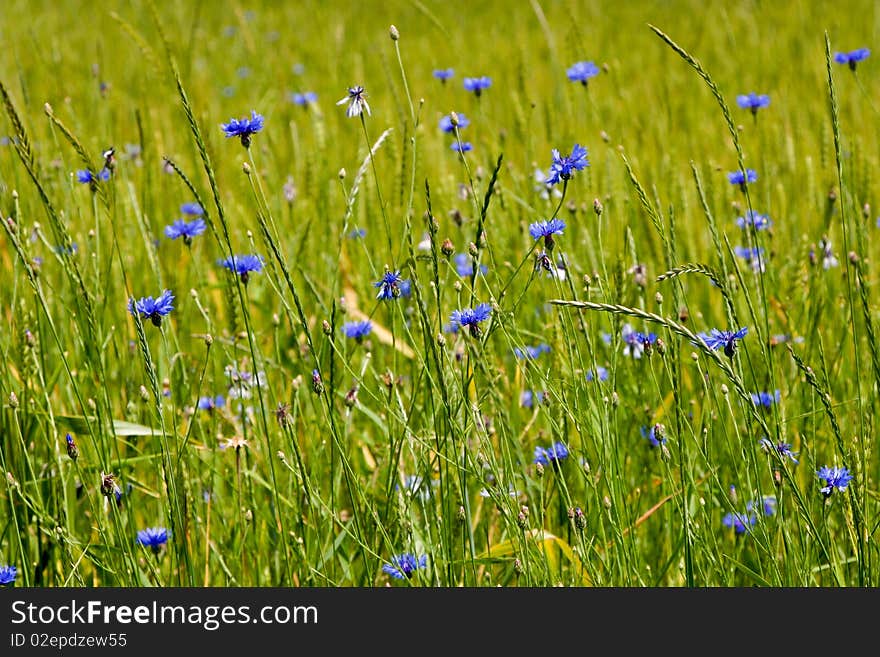 An image of flowers in summer field