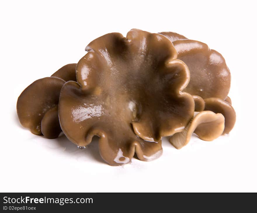 Mushrooms on a white background.