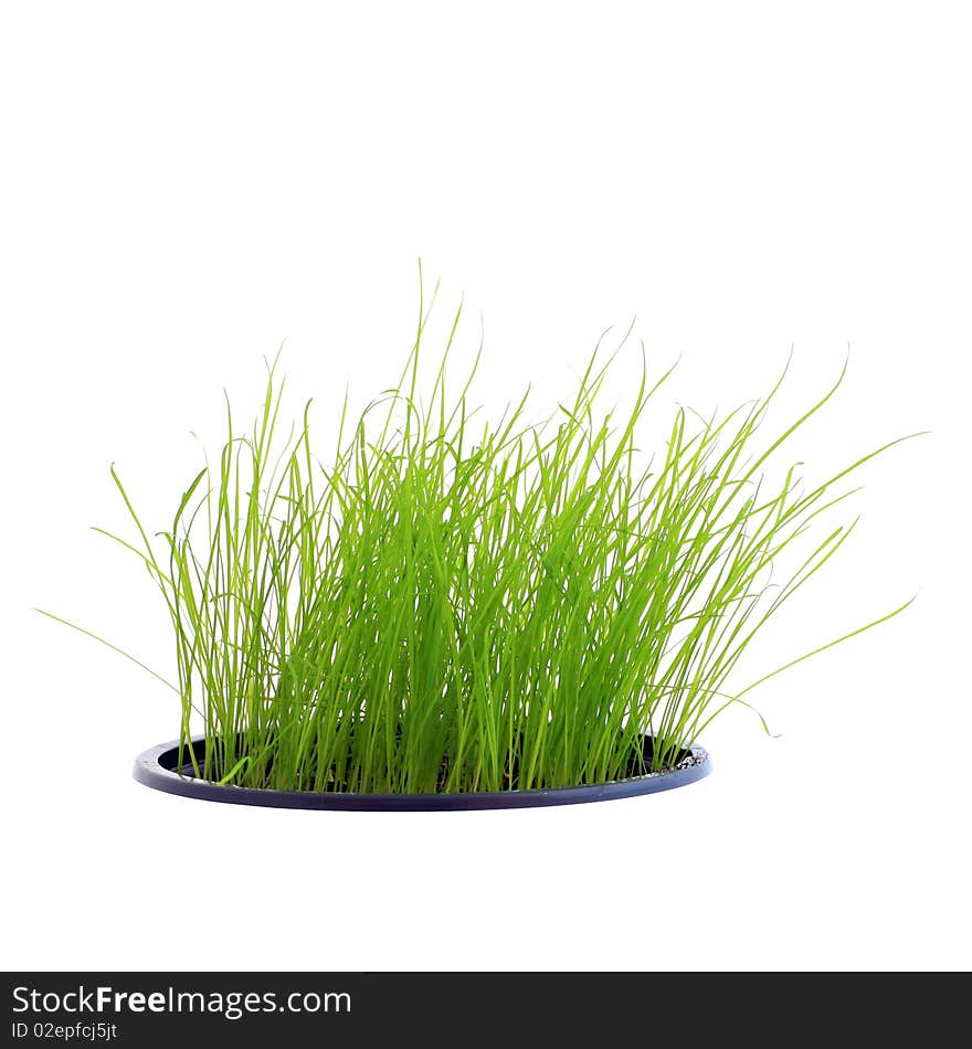 An image of green grass in a pot