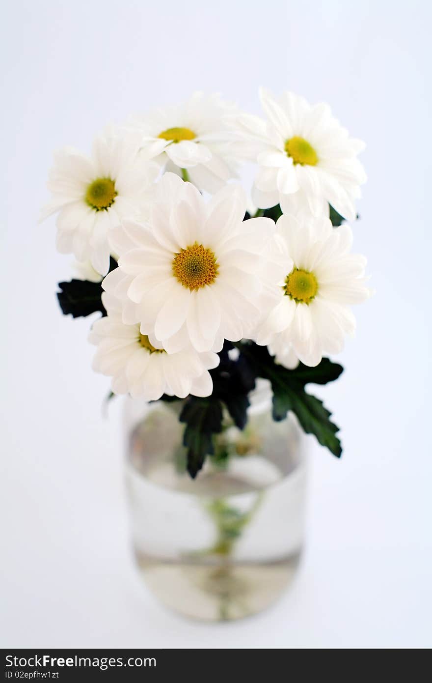 An image of white chrysanthemum in a jar. An image of white chrysanthemum in a jar